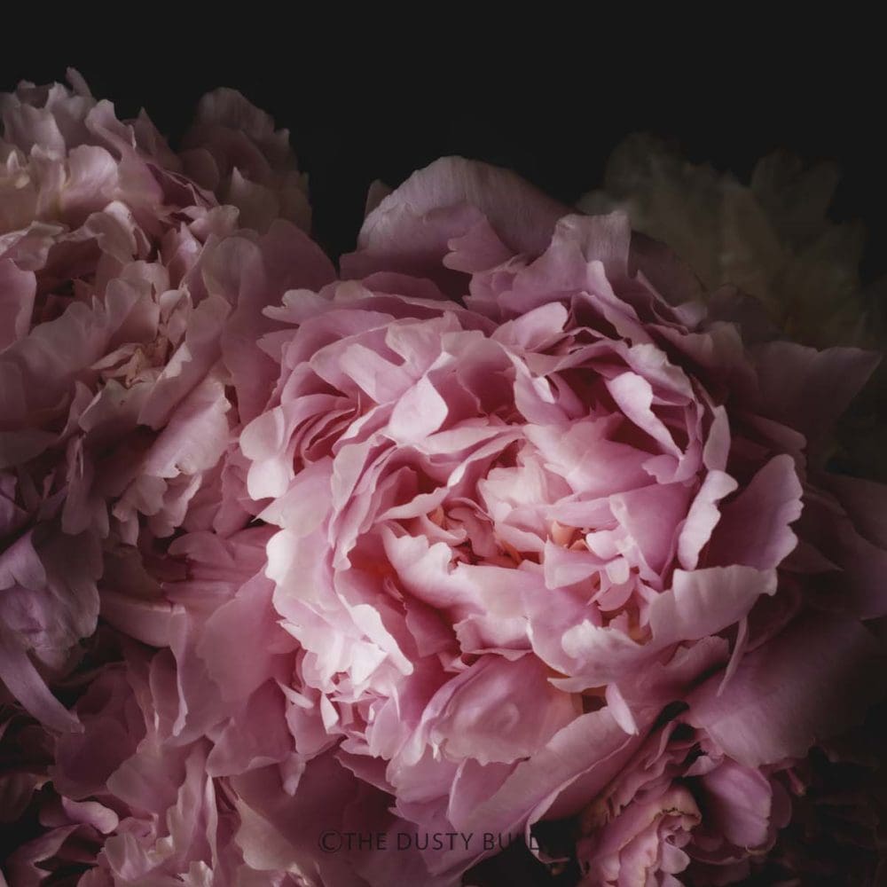 Blush in Shadow