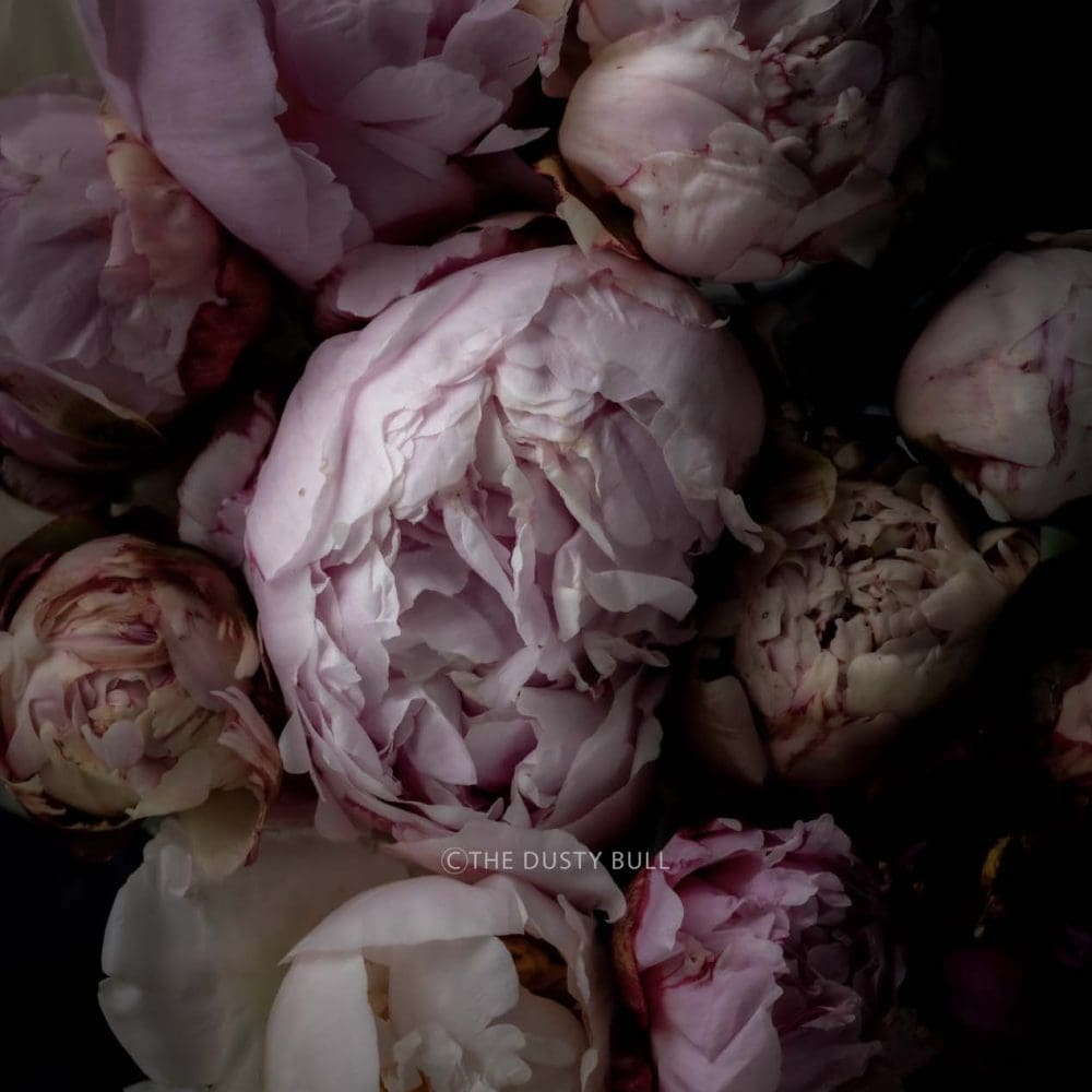 English Peonies